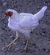 [chicken]